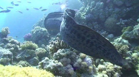 Giant moray Vidéo 737363