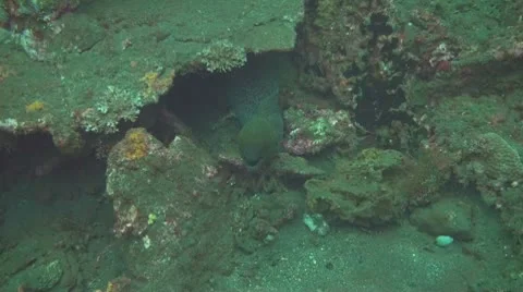 Giant moray Stock Footage 10724348