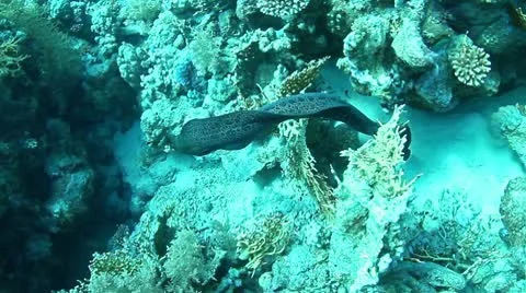 Giant moray Stock Footage 10730540