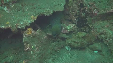 Giant moray Stock Footage 10737242