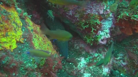 Giant moray Stock Footage 10737257