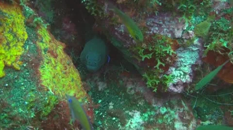 Giant moray Stock Footage 10737268
