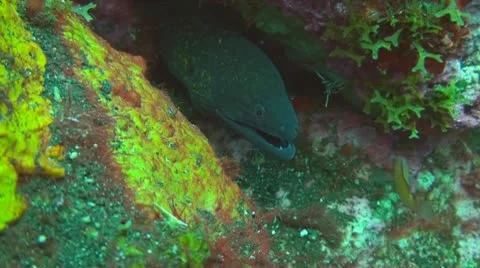 Giant moray Stock Footage 10737276