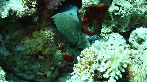 Giant moray Stock Footage 10740928