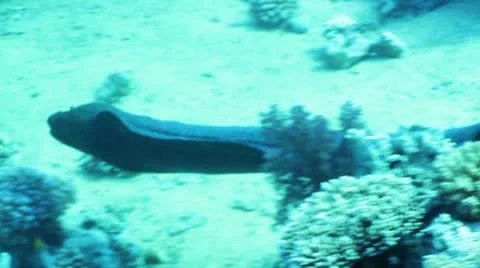 Giant moray 動画素材 11971263