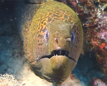 Giant moray gaping in fish feeding arena... | Stock Video | Pond5