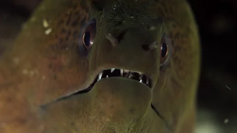 Giant moray Gymnothorax javanicus eel is looking ionto the camera Raja amapI Video stock 227094297