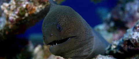 Giant moray Gymnothorax javanicus eel is looking ionto the camera Maldives Stock Footage 227094693