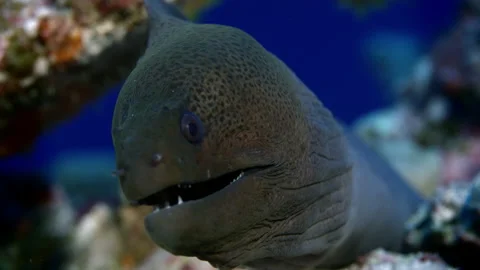 Giant moray Gymnothorax javanicus eel is looking ionto the camera Maldives Stock Footage 227095007