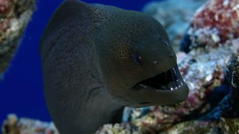 Giant moray Gymnothorax javanicus eel is looking ionto the camera Maldives Video stock 227095379