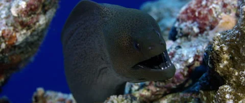 Giant moray Gymnothorax javanicus eel is looking ionto the camera Maldives Stock Footage 227095646