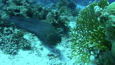 Giant moray - gymnothorax javanicus Video stock 79795860