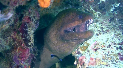 Giant moray (Gymnothorax javanicus) front Stock-Footage 35579902