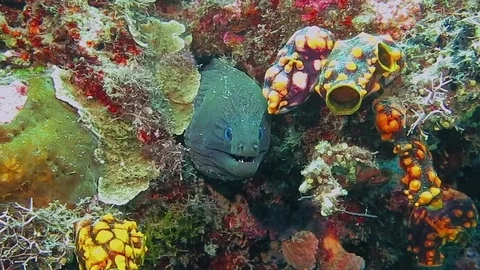 Giant moray, gymnothorax javanicus moves between corals of Bali Stock Footage