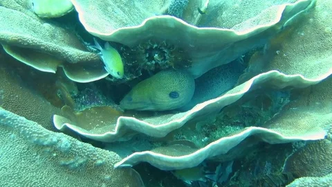 Giant moray, gymnothorax javanicus moving on corals of Bali Video stock 80454099