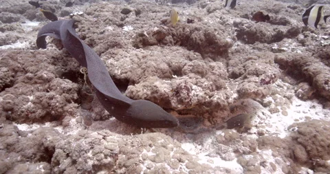Giant moray (Gymnothorax javanicus)  sweeming in coral Indian ocean Maldives Video stock 143194009
