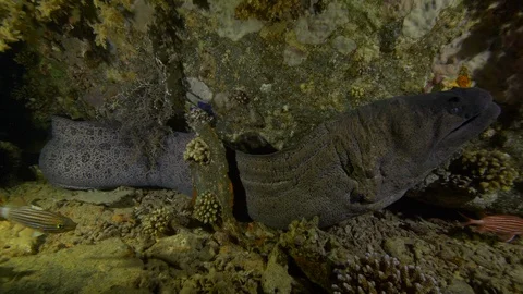 Giant moray motionless opens and closes the mouth rhythmically, Red Sea, Egypt Stock Footage 104730718