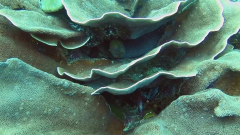 Giant moray moving on corals of Bali Stock Footage 80454158