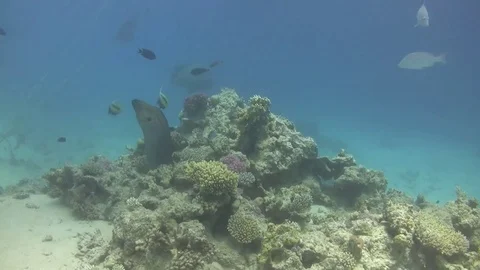 Giant moray with napoleon fish Video stock 76155328