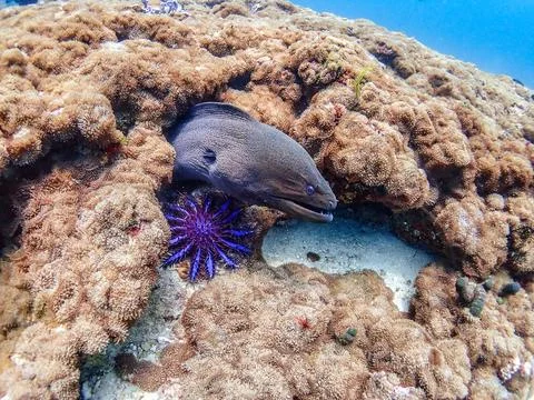 Giant Moray Stock Photos