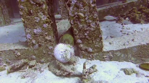 Giant Moray with Pufferfish Stock Footage 139748385