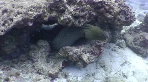 Giant Moray ( Scary! ) Video stock 10565102