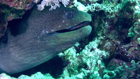 Giant moray on the seabed. Stock Footage 169598203