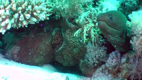 Giant moray on the seabed. Stock Footage 207674654