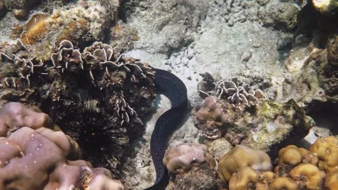 Giant Moray slithering over seabed near coral reef Stock Footage 335186582