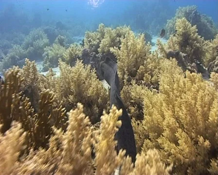 Giant moray swimming Video stock 576489