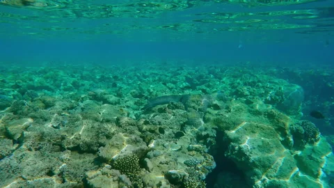 Giant moray swims over flat-top on shallow coral reef approaching edge of reef Video stock 339971525