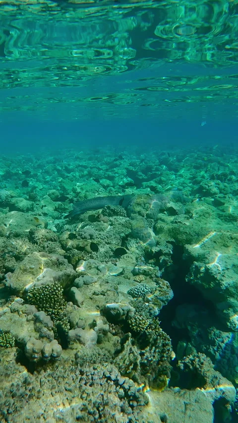 Giant moray swims over flat-top on shallow coral reef approaching edge of reef Stock Footage 345681461