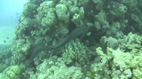 Giant moray throwing out Video stock 41871875