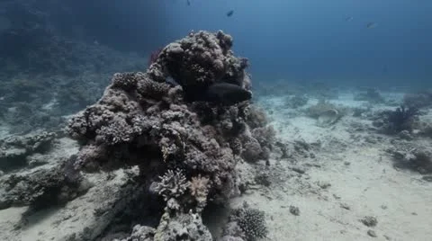 Giant moray at yolanda reef.mp4 Stock Footage 10917487