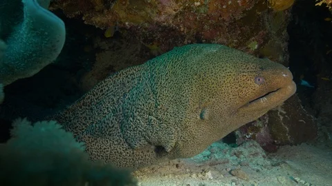 Giant moray's head  that opens and closes its mouth, Red Sea, Egypt Stock Footage 105297761