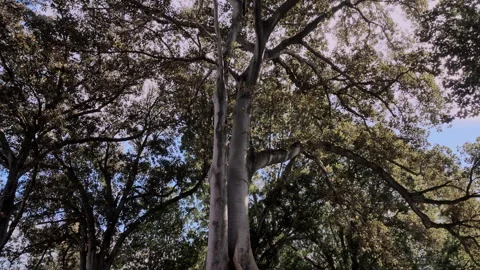 Giant Moreton Bay Fig Tree in Adelaide Parklands, Australia – 4K 스톡 동영상 342213584