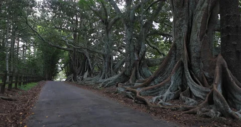 Giant Moreton Bay Fig Trees at side of Road, Norfolk Island, Australia Stock Footage 148974846