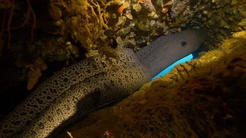 Giant morey fish  inside a wreck, Wide angle wide shot, Clip 4 of 4 Video stock 88345130