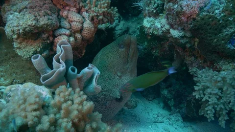 Giant morey fish, Wide angle mid close up, Clip 3 of 3 스톡 동영상 88175672