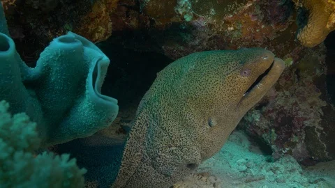 Giant morey fish, Wide angle close up, Clip 1 of 4 Video stock 88275487