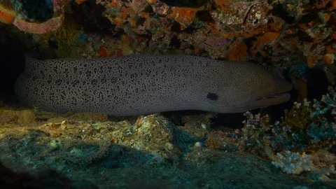 Giant morey fish, Wide angle medium shot, Clip 2 of 3 Video stock 88341413