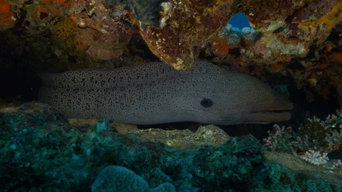 Giant morey fish, Wide angle medium shot, Clip 1 of 3 Video stock 88341862