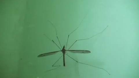 GIANT MOSQUITO Video stock 183629312