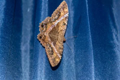 Giant moth on blue background. Stock Photos