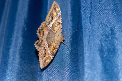 Giant moth on blue background. Stock Photos