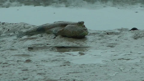Giant Mudskipper, Malaysia Stock Footage 88548772
