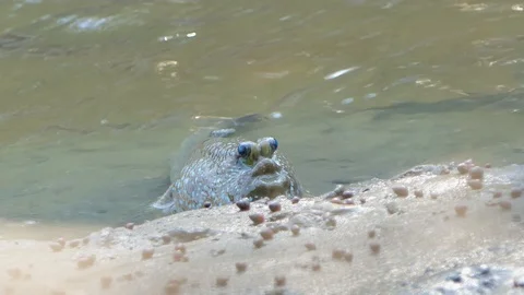 Giant Mudskipper on mud. Video stock 116890917