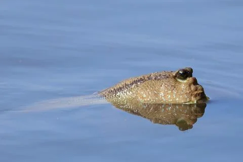 Giant mudskipper Stock Photos