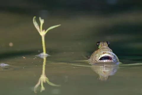 Giant mudskipper Stock Photos