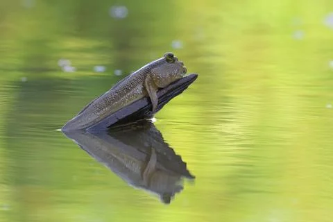 Giant mudskipper Stock Photos